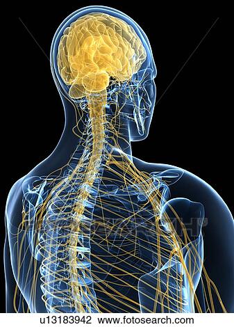 Human nervous system, computer artwork. View Large Photo Image Stock Image - Human nervous system, computer artwork.. Fotosearch