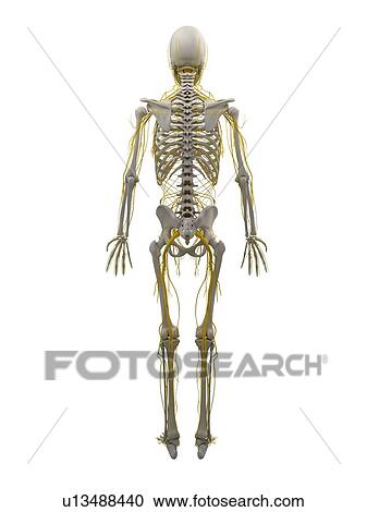 Human nervous system, computer artwork. View Large Photo Image Stock Image - Human nervous system, computer artwork.. Fotosearch