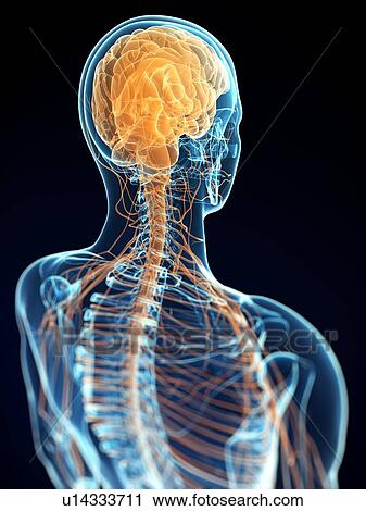 Human nervous system, computer artwork. View Large Photo Image Stock Image - Human nervous system, computer artwork.. Fotosearch