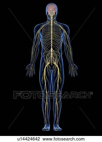 Stock Image - Human nervous system, computer artwork.. Fotosearch