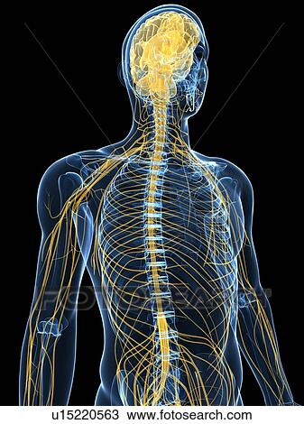 Human nervous system, computer artwork. View Large Photo Image Stock Image - Human nervous system, computer artwork.. Fotosearch