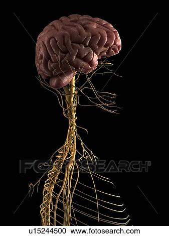 Human nervous system, computer artwork. View Large Photo Image Stock Image - Human nervous system, computer artwork.. Fotosearch