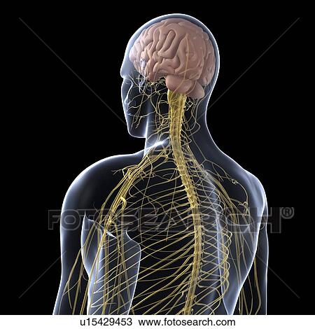 Stock Image - Human nervous system, computer artwork.. Fotosearch