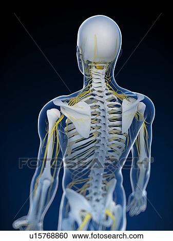 Human nervous system, computer artwork. View Large Photo Image Stock Image - Human nervous system, computer artwork.. Fotosearch