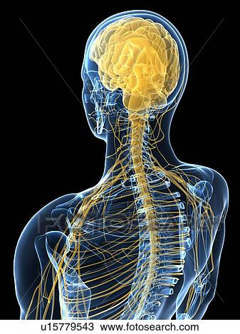 Human nervous system, computer artwork. View Large Photo Image Stock Image - Human nervous system, computer artwork.. Fotosearch