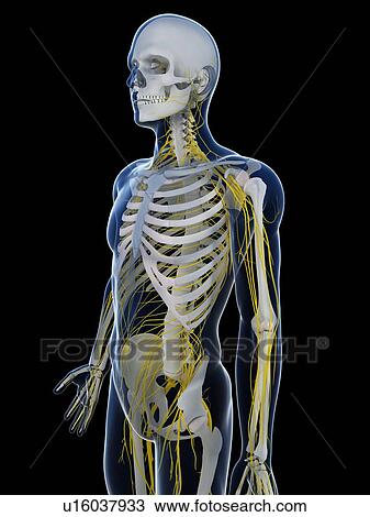 Stock Image - Human nervous system, computer artwork.. Fotosearch