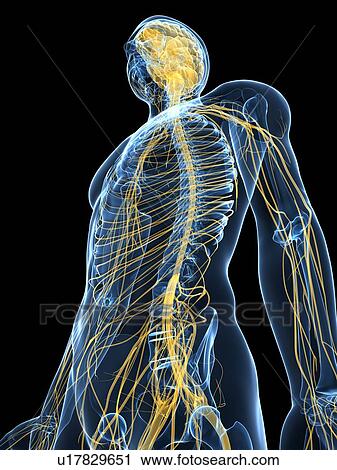 Human nervous system, computer artwork. View Large Photo Image Stock Image - Human nervous system, computer artwork.. Fotosearch