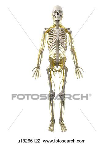 Stock Image - Human nervous system, computer artwork.. Fotosearch