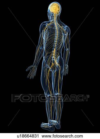 Human nervous system, computer artwork. View Large Photo Image Stock Image - Human nervous system, computer artwork.. Fotosearch