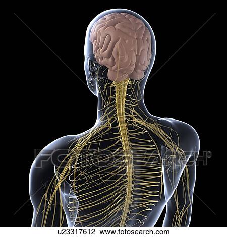 Human nervous system, computer artwork. View Large Photo Image Stock Image - Human nervous system, computer artwork.. Fotosearch
