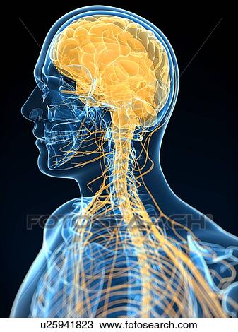 Human nervous system, computer artwork. View Large Photo Image Stock Image - Human nervous system, computer artwork.. Fotosearch