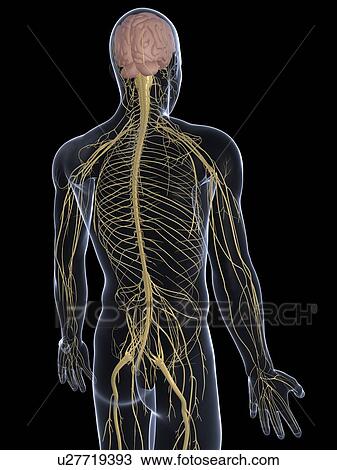 Human nervous system, computer artwork. View Large Photo Image Stock Image - Human nervous system, computer artwork.. Fotosearch