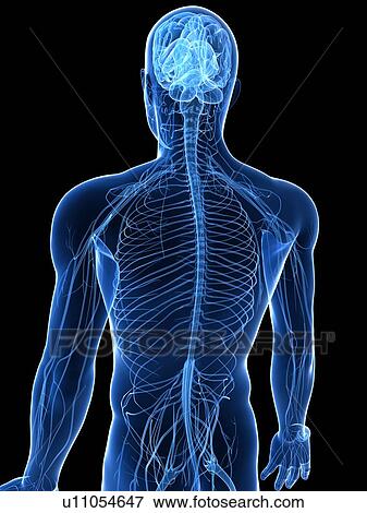 Stock Photo - Human nervous system, computer artwork.. Fotosearch