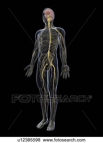 Human nervous system, computer artwork. View Large Photo Image Stock Photo - Human nervous system, computer artwork.. Fotosearch