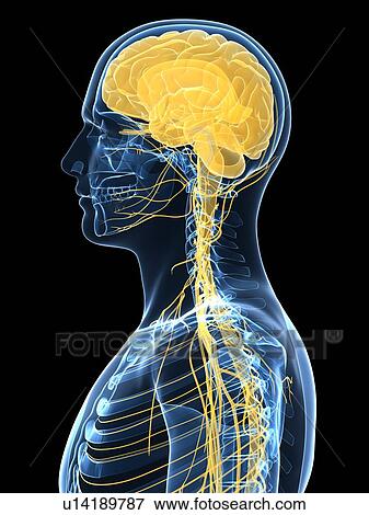 Human nervous system, computer artwork. View Large Photo Image Stock Photo - Human nervous system, computer artwork.. Fotosearch