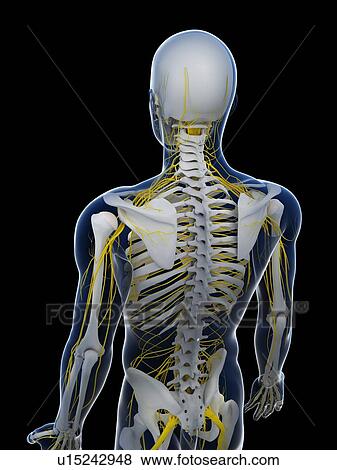 Human nervous system, computer artwork. View Large Photo Image Stock Photo - Human nervous system, computer artwork.. Fotosearch