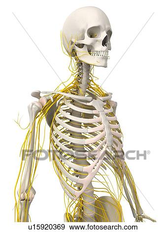 Human nervous system, computer artwork. View Large Photo Image Stock Photo - Human nervous system, computer artwork.. Fotosearch