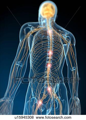 Human nervous system, computer artwork. View Large Photo Image Stock Photo - Human nervous system, computer artwork.. Fotosearch