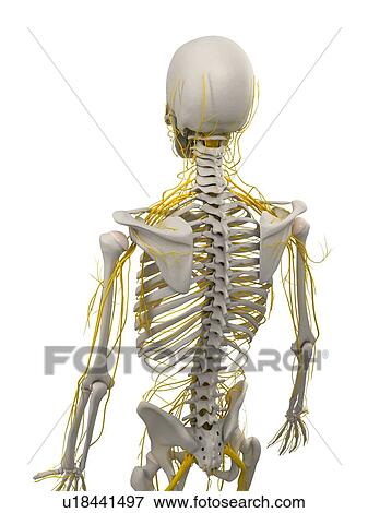 Human nervous system, computer artwork. View Large Photo Image Stock Photo - Human nervous system, computer artwork.. Fotosearch