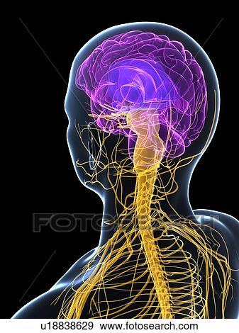 Human nervous system, computer artwork. View Large Photo Image Stock Photo - Human nervous system, computer artwork.. Fotosearch