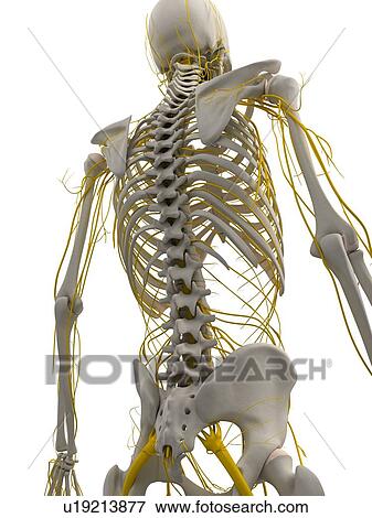 Human nervous system, computer artwork. View Large Photo Image Stock Photo - Human nervous system, computer artwork.. Fotosearch