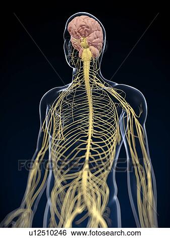 Human nervous system, computer artwork. View Large Photo Image Stock Photograph - Human nervous system, computer artwork.. Fotosearch