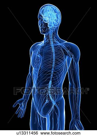 Human nervous system, computer artwork. View Large Photo Image Stock Photograph - Human nervous system, computer artwork.. Fotosearch