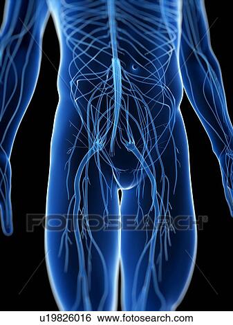 Stock Photograph - Human nervous system, computer artwork.. Fotosearch