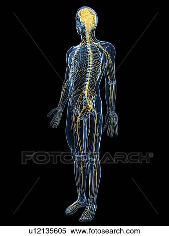 Stock Photography - Human nervous system, computer artwork.. Fotosearch
