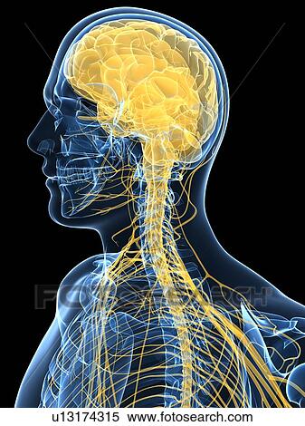 Human nervous system, computer artwork. View Large Photo Image Stock Photography - Human nervous system, computer artwork.. Fotosearch
