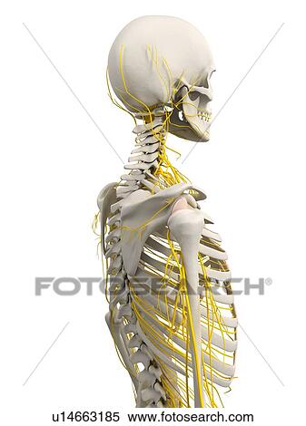 Stock Photography - Human nervous system, computer artwork.. Fotosearch