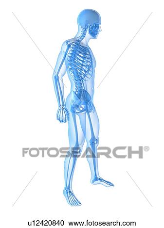 Stock Image - Human skeleton, computer artwork.. Fotosearch