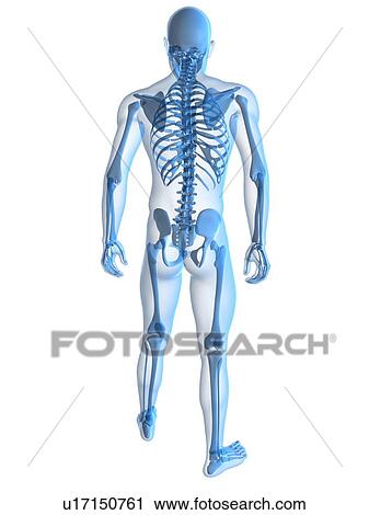 Human skeleton, computer artwork. View Large Photo Image Stock Image - Human skeleton, computer artwork.. Fotosearch