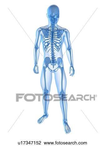 Stock Image - Human skeleton, computer artwork.. Fotosearch