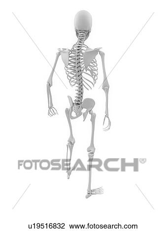 Stock Image - Human skeleton, computer artwork.. Fotosearch