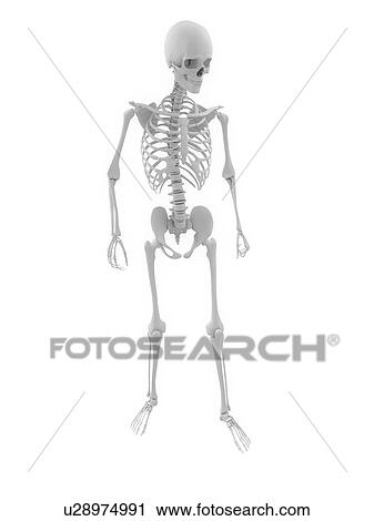 Human skeleton, computer artwork. View Large Photo Image Stock Image - Human skeleton, computer artwork.. Fotosearch