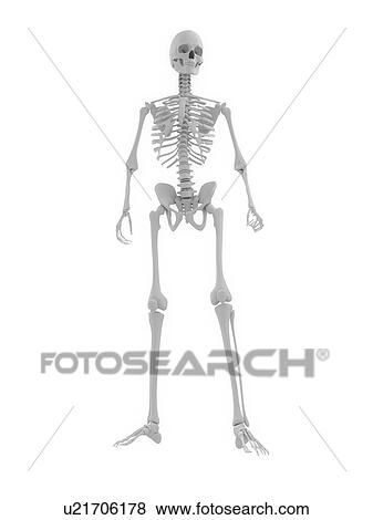 Human skeleton, computer artwork. View Large Photo Image Stock Photo - Human skeleton, computer artwork.. Fotosearch