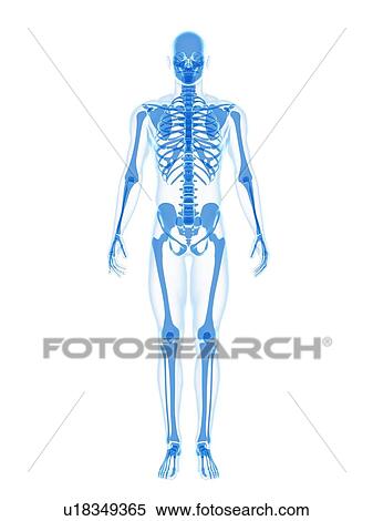 Human skeleton, computer artwork. View Large Photo Image Stock Photography - Human skeleton, computer artwork.. Fotosearch