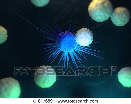 Immune response to cancer. Computer artwork of white blood cells (green) attacking a cancerous cell (blue). View Large Photo Image Stock Image - Immune response to cancer. Computer artwork of white blood cells (green) attacking a cancerous cell (blue).. Fotosearch