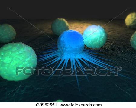 Stock Image - Immune response to cancer. Computer artwork of white blood cells (green) attacking a cancerous cell (blue).. Fotosearch