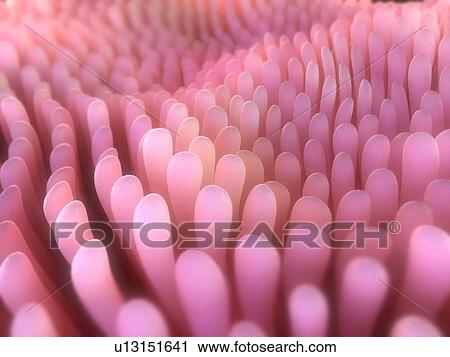Intestinal villi, computer artwork. View Large Photo Image Stock Image - Intestinal villi, computer artwork.. Fotosearch
