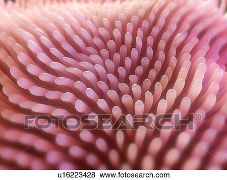 Intestinal villi, computer artwork. View Large Photo Image Stock Photo - Intestinal villi, computer artwork.. Fotosearch