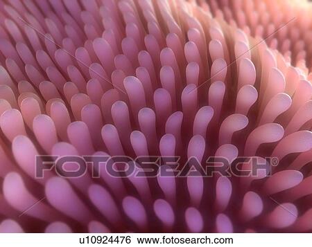 Stock Photograph - Intestinal villi, computer artwork.. Fotosearch