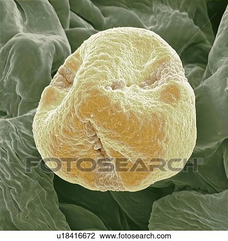 Stock Image - kiwi fruit (Actinidia deliciosa) pollen grain, coloured scanning electron micrograph (SEM). Magnification: x3000 when printed at 10 centimetres wide.. Fotosearch