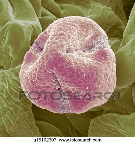 kiwi fruit (Actinidia deliciosa) pollen grain, coloured scanning electron micrograph (SEM). Magnification: x3000 when printed at 10 centimetres wide. View Large Photo Image Stock Photo - kiwi fruit (Actinidia deliciosa) pollen grain, coloured scanning electron micrograph (SEM). Magnification: x3000 when printed at 10 centimetres wide.. Fotosearch