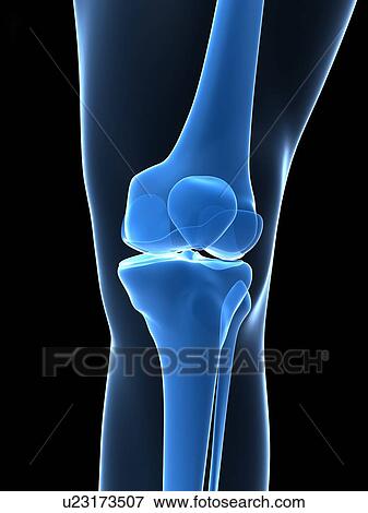 Knee bones, computer artwork. View Large Photo Image Stock Photo - Knee bones, computer artwork.. Fotosearch