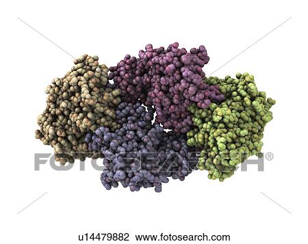 Stock Image - Krebs cycle enzyme. Molecular model of the enzyme succinyl coenzyme A synthetase. This enzyme catalyses a step in the Krebs (or citric acid) cycle, the process by which mitochondria convert glucose to energy.. Fotosearch