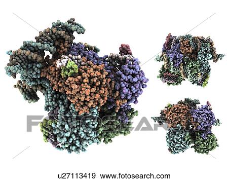 Lambda integrase. Molecular model of the integrase enzyme from the lambda bacteriophage. This enzyme is used to integrate the phage's DNA (deoxyribonucleic acid) into the host cell's chromosome. View Large Photo Image Stock Photo - Lambda integrase. Molecular model of the integrase enzyme from the lambda bacteriophage. This enzyme is used to integrate the phage's DNA (deoxyribonucleic acid) into the host cell's chromosome.. Fotosearch