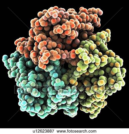 Leptin, molecular model. This hormone is produced by adipose (fat) tissue. It interacts with receptors in the brain's hypothalamus to signal when a person is full. It also circulates in the blood at levels proportionate to body fat, which allows the brain View Large Photo Image Stock Photo - Leptin, molecular model. This hormone is produced by adipose (fat) tissue. It interacts with receptors in the brain's hypothalamus to signal when a person is full. It also circulates in the blood at levels proportionate to body fat, which allows the brain. Fotosearch