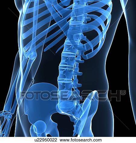 Lower spine, computer artwork. View Large Photo Image Stock Image - Lower spine, computer artwork.. Fotosearch